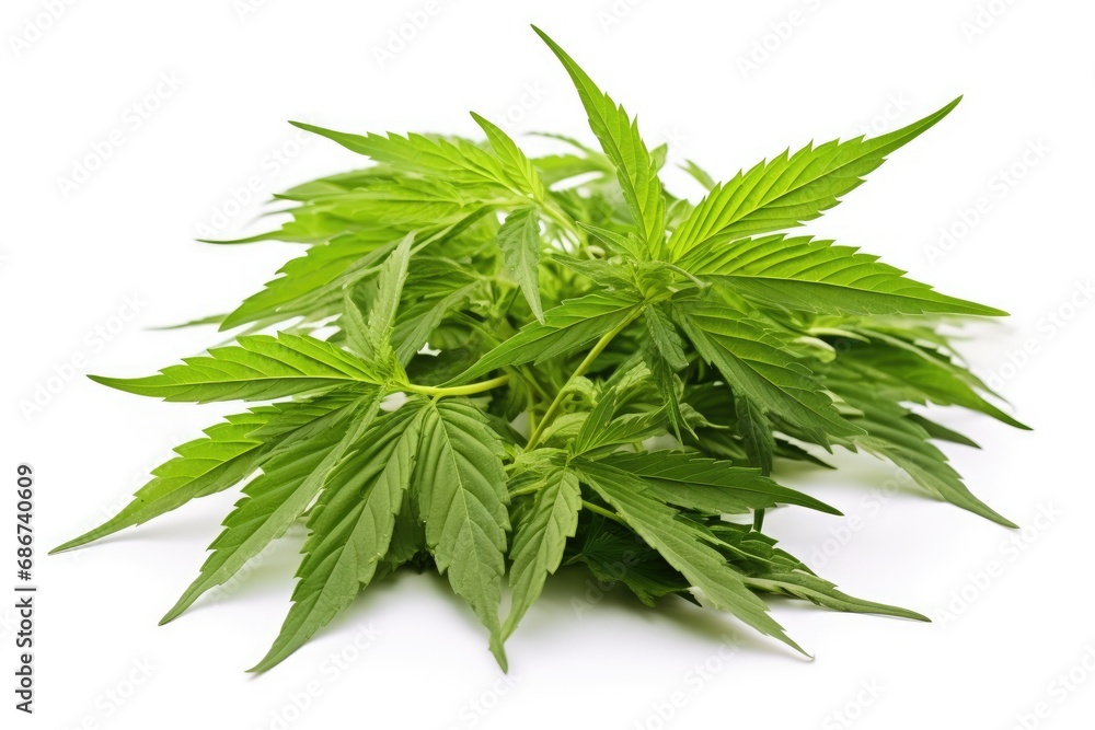 Cannabis leaf isolated on white background with clipping path. Hemp plant. Cannabis leaf isolated on white background with clipping path. Hemp plant.