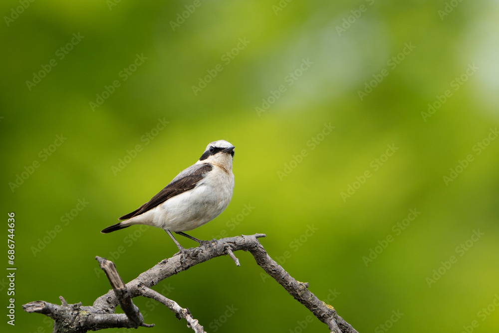 Beautiful brown white song bird on the branch. Northern wheatear, Oenanthe oenanthe. Beautiful brown white song bird on the branch. Northern wheatear, Oenanthe oenanthe.