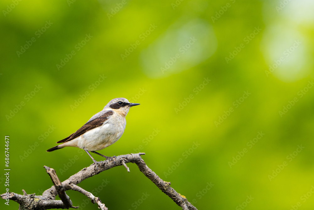 Beautiful brown white song bird on the branch. Northern wheatear, Oenanthe oenanthe. Beautiful brown white song bird on the branch. Northern wheatear, Oenanthe oenanthe.