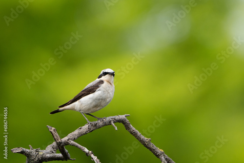 Beautiful brown white song bird on the branch. Northern wheatear, Oenanthe oenanthe.