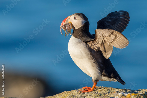 Atlantic puffin (Fratercula arctica) carrying mouthful of spearing baitfish to feed its chicks; Iceland photo