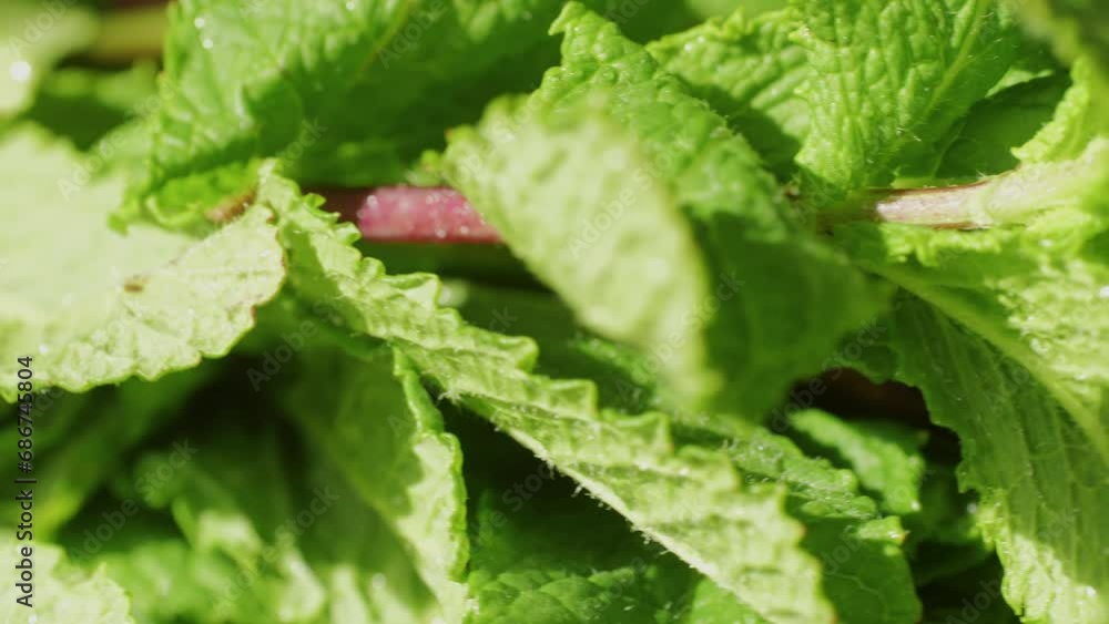 Green leaves of fresh fragrant mint with water drops close-up Green leaves of fresh fragrant mint with water drops close-up