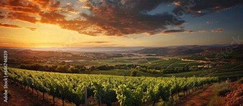 view of the Vineyard at sunset. in spring