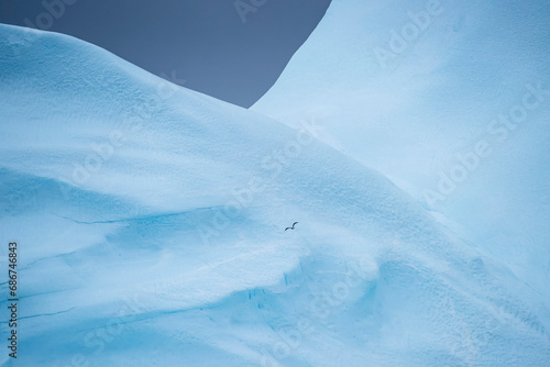 Gull flies over the Icefjord; Ilulissat, Greenland photo