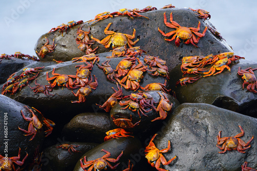 Sally lightfoot crabs (Grapsus graspsus) at Punta Suarez on Espanola Island; Espanola Island, Galapagos Islands, Ecuador photo