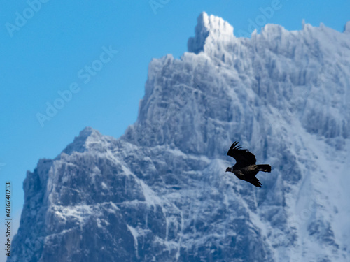 Andean Condor (Vultur gryphus) flying among the peaks of Torres del Paine National Park; Patagonia, Chile photo