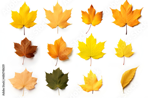 Set of photos of leaves, autumn, various types of leaves, white background, many colors, dry leaves.