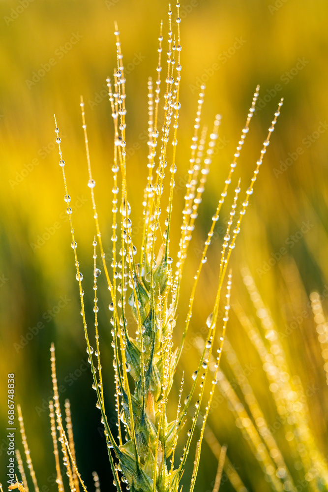Close-up of a wheat head (Triticum) growing in a field with water droplets and glowing in the warm light at sunrise; East of Calgary, Alberta, Canada Close-up of a wheat head (Triticum) growing in a field with water droplets and glowing in the warm light at sunrise; East of Calgary, Alberta, Canada