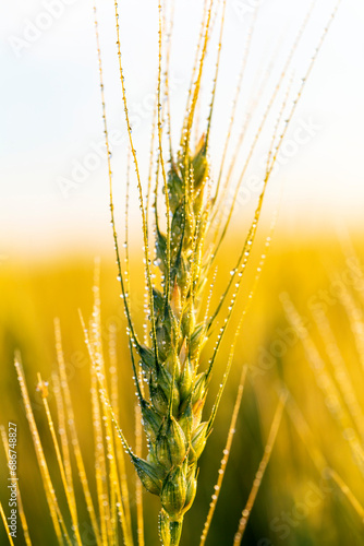 Close-up of a wheat head (Triticum) growing in a field with water droplets and glowing in the warm light at sunrise; East of Calgary, Alberta, Canada photo