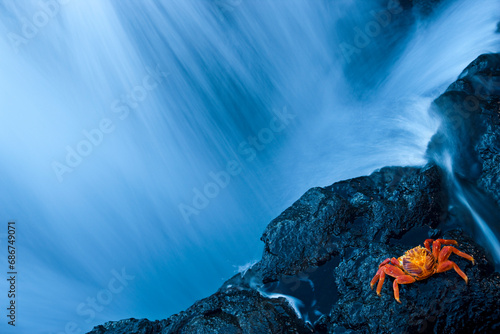 Water from a waterfall rushing past a rocky cliff where a crab is resting; San Salvador Island, Galapagos, Ecuador photo
