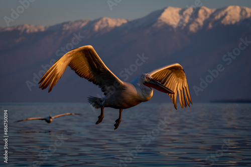 Dalmatian pelican (Pelecanus crispus) glides over lake by another; Central Macedonia, Greece photo