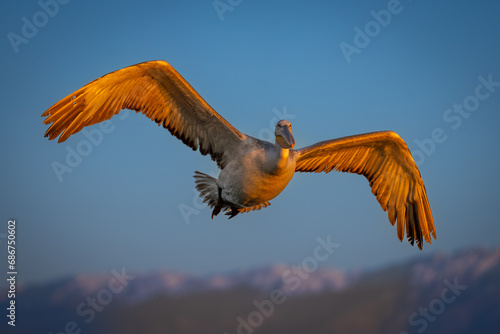 Pelican glides in golden light above mountains © Nick Dale