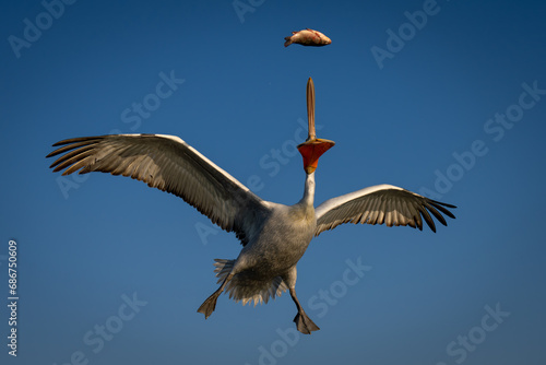 Pelican grabs fish spreading wings in mid-air