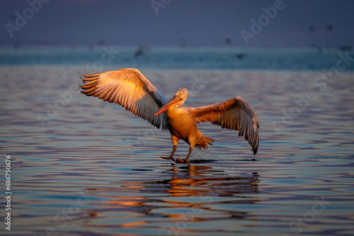 Pelican making water landing on purple lake photo