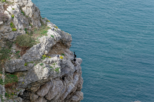 Cormorants in front of their nests next to the rocks by the sea