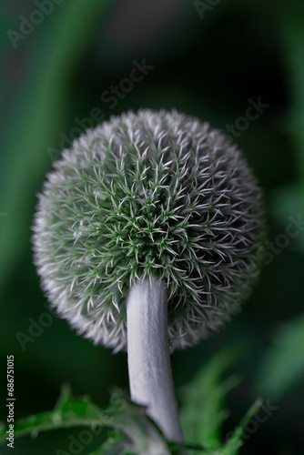 Close-up detail of a bulbous plant with spikes at a botanical garden; Annapolis Royal, Nova Scotia, Canada photo