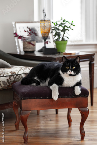 Portrait of a house cat (Felis silvestris catus) on a footstool at home photo