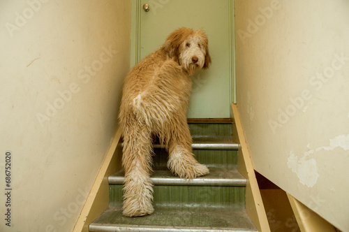 Goldendoodle puppy climbs steps from the basement at home; Lincoln, Nebraska, United States of America photo