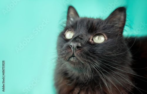 portrait of a black cat with yellow eyes on a green background, nose in focus, long whiskers