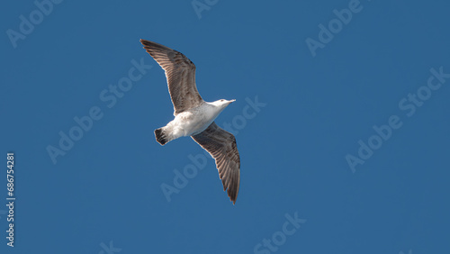 Seagull flying in the blue sky over the mountains of Gokceada island  Turkey  closeup of photo