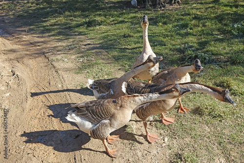 Fotografie Des oies vindicatives