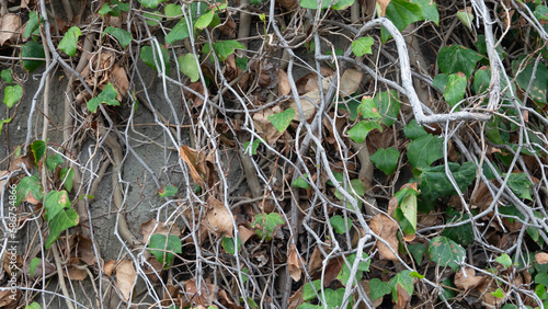 close up view of ivy leaves on old tree in autumn.  Climber plant background copy space for text. © Arda ALTAY