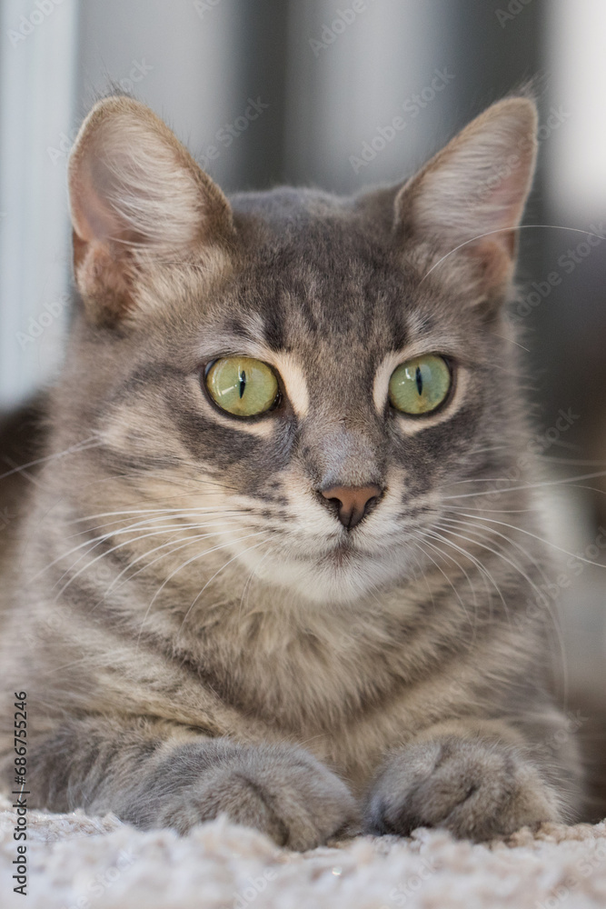 Cute cat pet with green eyes sitting indoor