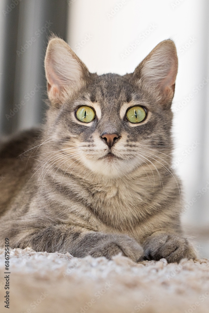 Obraz premium Grey kitten pet sitting and looking at camera indoor