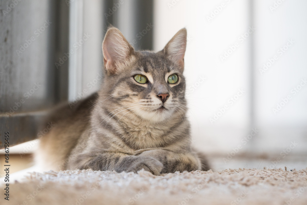 Domestic cat pet sitting indoor