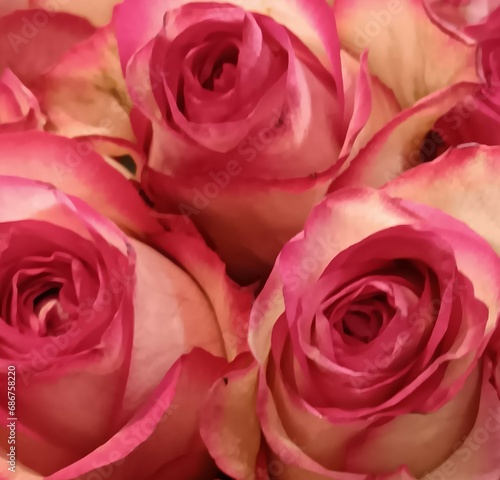 Pink Rose s 