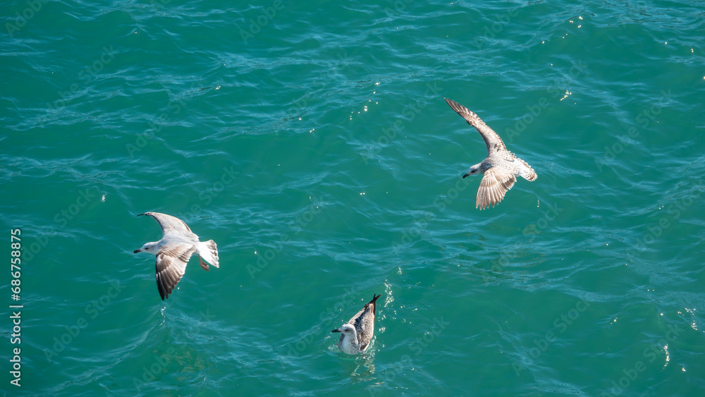 Fototapeta premium Seagulls flying over the sea in summer day, nature background