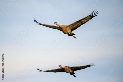 Two Sandhill cranes flying over Creamer's Field Migratory Waterfowl Refuge, Fairbanks, Alaska, USA photo