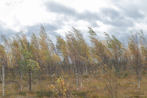 the landscape of the swamp in autumn. Trees, sphagnum in the swamp. Stormy dark sky , strong wind, trees bending from the wind