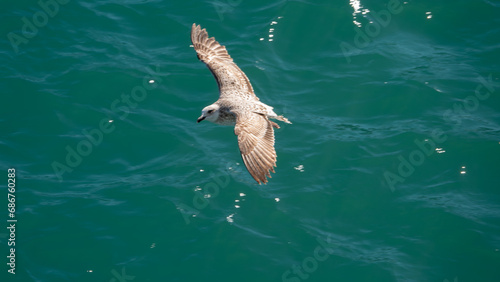 Seagull flying over the sea in summer day, nature background © Arda ALTAY