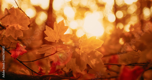 Golden foliage background. Autumn forest. Fall nature scenery. Yellow red morning woods maple tree leaves branch in lens flare in bokeh sunshine light.