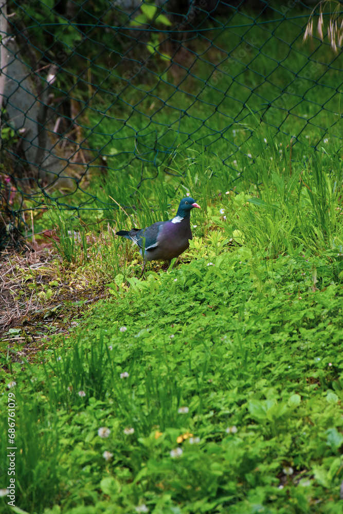 A pigeon with gray feathers and a white pattern on the neck. The bird walks freely on the grassy ground