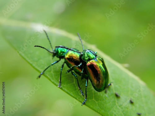 Two green iridescent Dogbane beetles (Chrysochus auratus) are caught in the act of mating photo