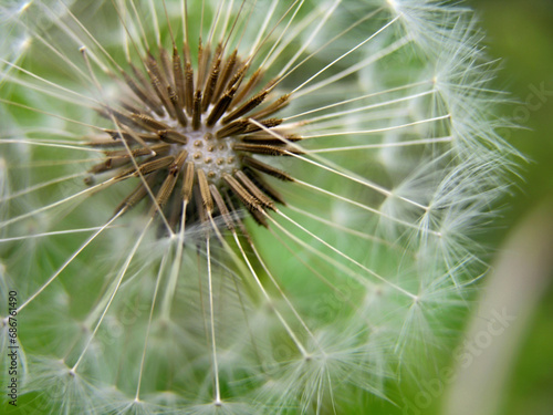 Seeds of a dandelion flower begin to give way to the wind
