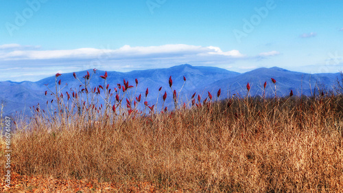 Red spires of Staghorn sumac (Rhus typhina) glow against a blue mountain range; Fairview, North Carolina, United States of America photo