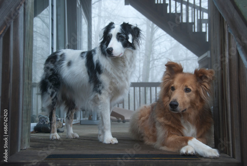 Two dogs hang out together on a wooden deck photo