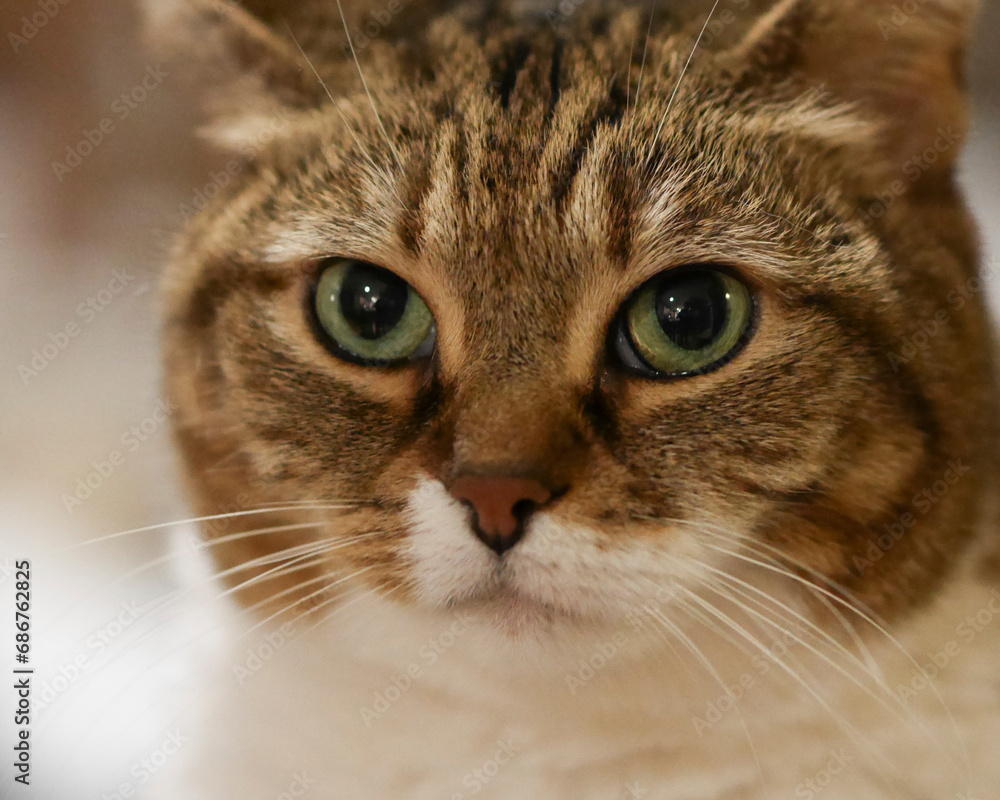 Close-up portrait of a domestic cat Close-up portrait of a domestic cat