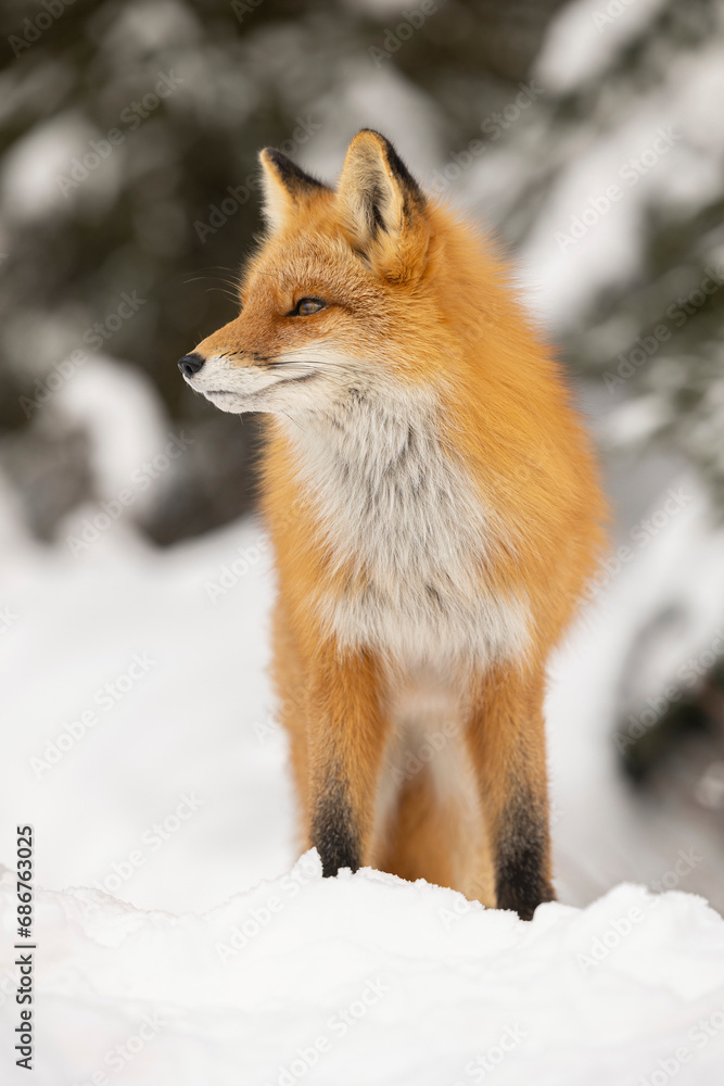 Portrait of a Red fox (Vulpes vulpes) standing in snow; Alaska, United States of America Portrait of a Red fox (Vulpes vulpes) standing in snow; Alaska, United States of America