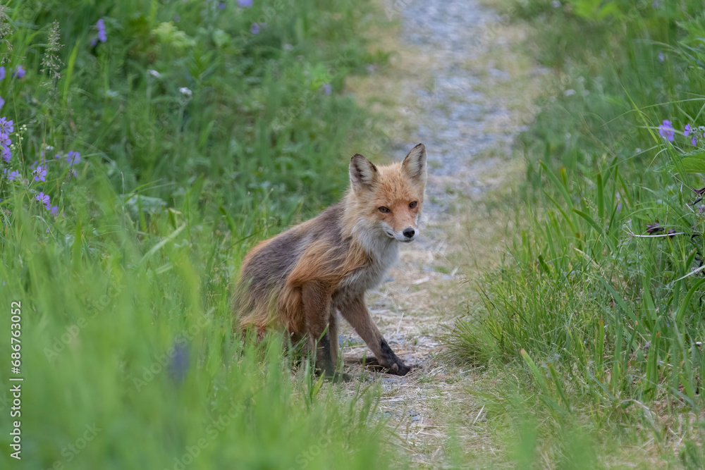 Portrait of a Red fox (Vulpes vulpes) sitting on a path surrounded by grasses and wildflowers; Alaska, United States of America Portrait of a Red fox (Vulpes vulpes) sitting on a path surrounded by grasses and wildflowers; Alaska, United States of America