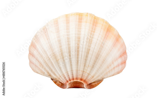 Exploring Weathered Seashell Textures Isolated on Transparent Background PNG.