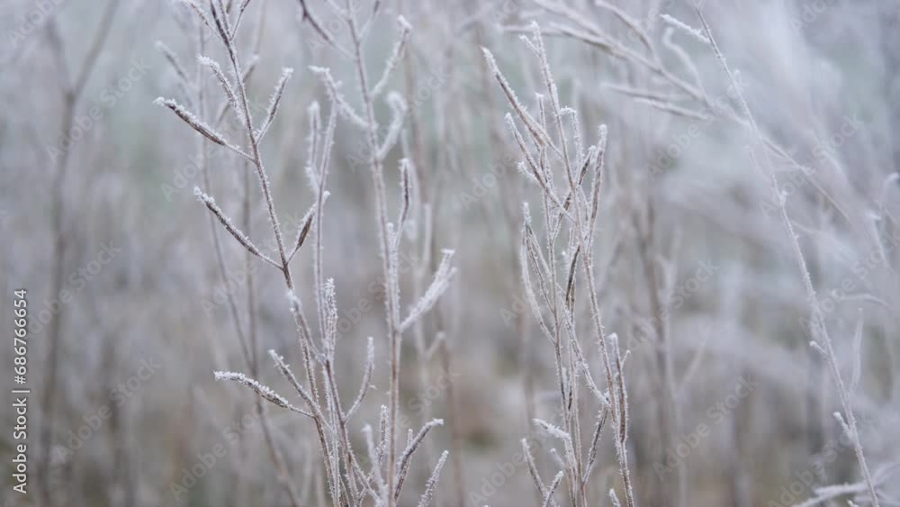 Frozen iced tree branches and leaves during foggy cold day. Macro close up view of icy twigs, grass covered by snow against winter forest. Plants in the wood at frosty weather. Nature landscape video Frozen iced tree branches and leaves during foggy cold day. Macro close up view of icy twigs, grass covered by snow against winter forest. Plants in the wood at frosty weather. Nature landscape video