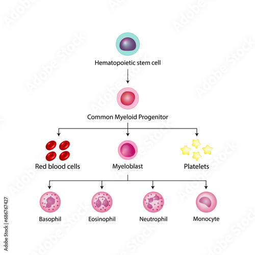  Hematopoiesis cell type scheme, stem cell, common myeloid progenitor, red blood cells, platelets, myeloblast, Basophil, neutrophil, eosinophil, monocyte. Vector design.