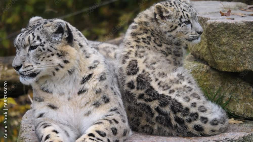 Close view of female and baby snow leopards sitting together
Close view of female and baby snow leopards sitting together