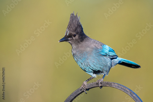 Steller's Jay perched on metal post showing off its black head and irridescent blue body feathers. photo