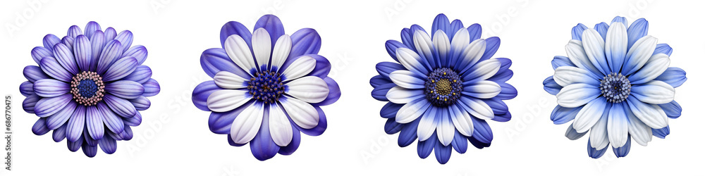 Cineraria flower clipart collection, vector, icons isolated on transparent background