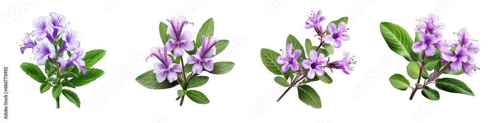 Calamint flower clipart collection, vector, icons isolated on transparent background